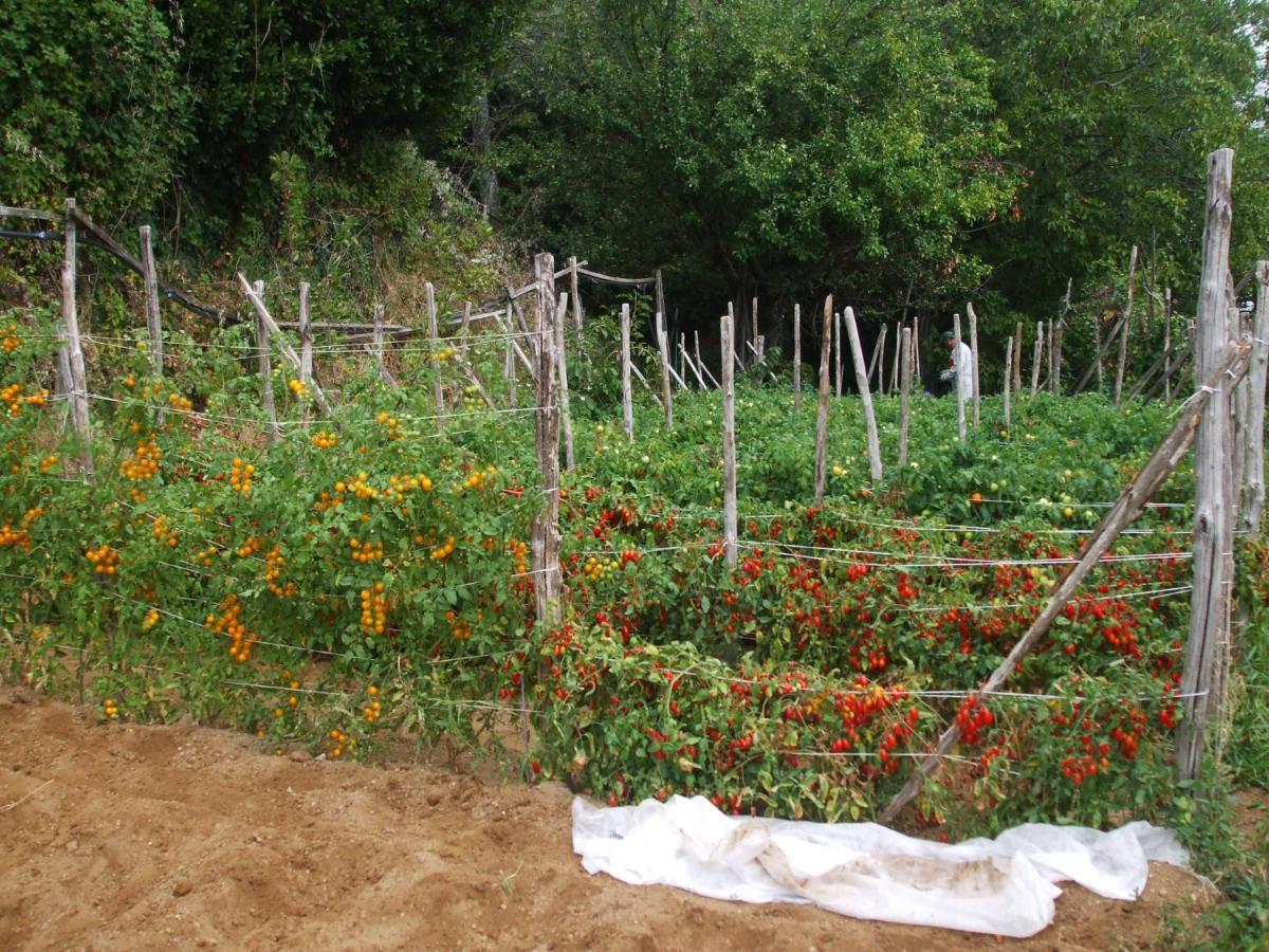 Agriturismo Nonno Tobia 아제롤라 외부 사진